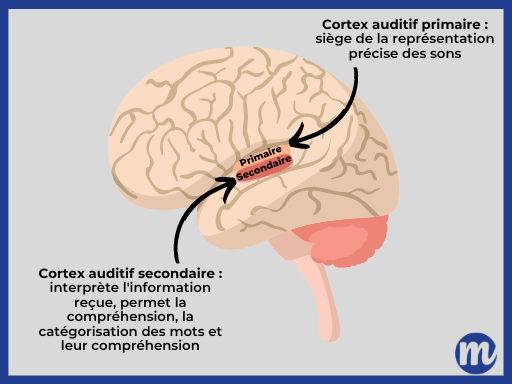 Définition cortex primaire et secondaire